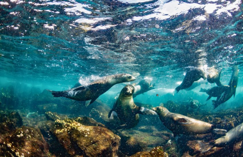galapagos island seals in ecuador
