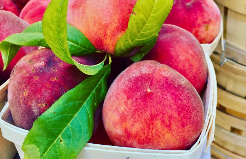 Georgia peaches colorado