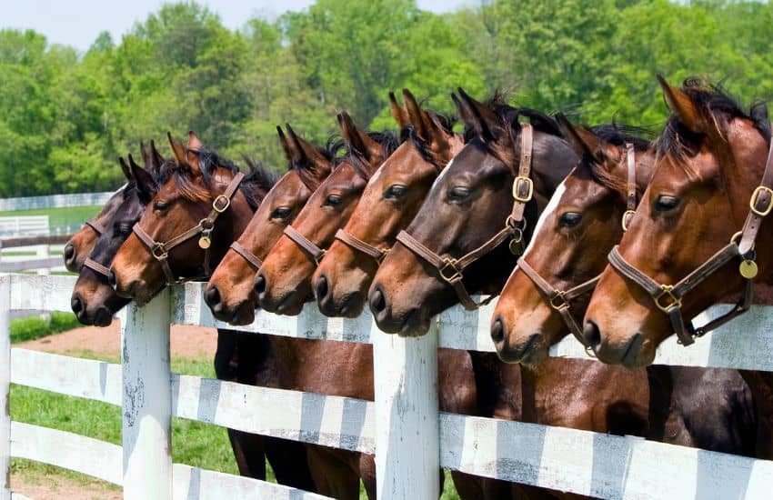 kentucky horses